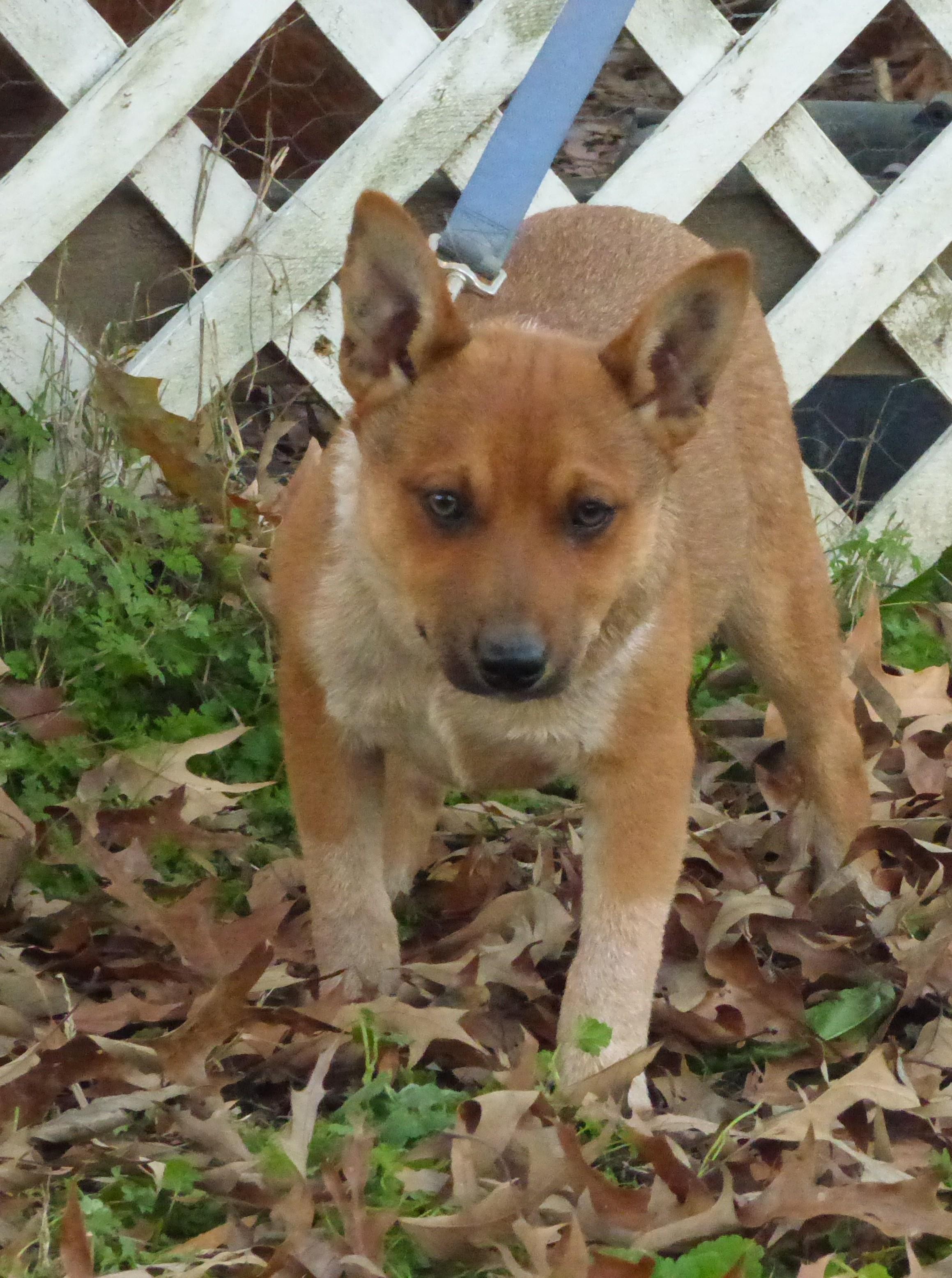 Moringa, a Adoptable Australian Cattle Dog / Blue Heeler in Southington, CT image 3/6