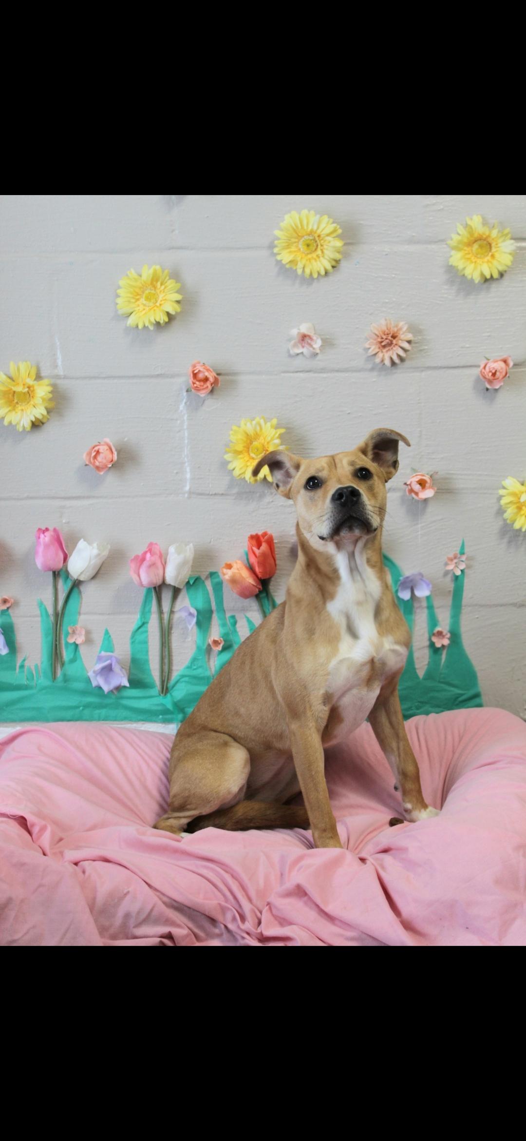 Hazelnut, adopted, Young Female Patterdale Terrier / Fell Terrier.