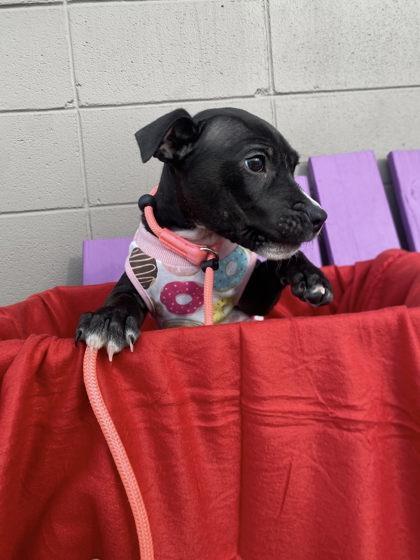 Enlarge Snow White, a Adoptable mixed breed in Hobart, IN image 1/3