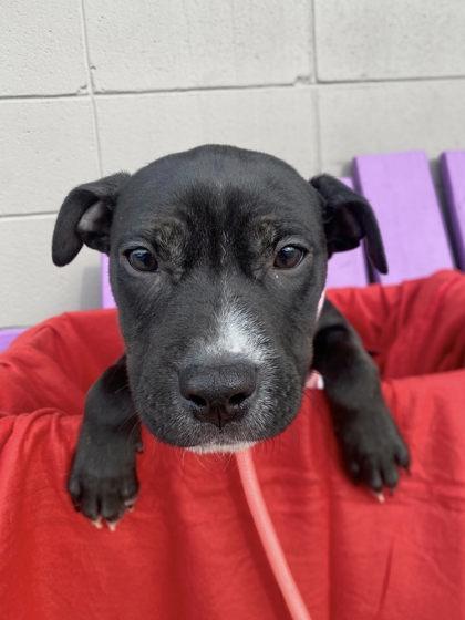 Enlarge Snow White, a Adoptable mixed breed in Hobart, IN image 2/3