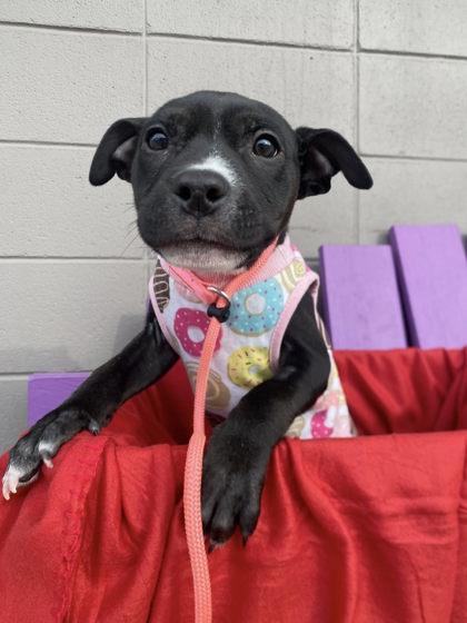 Enlarge Snow White, a Adoptable mixed breed in Hobart, IN image 3/3