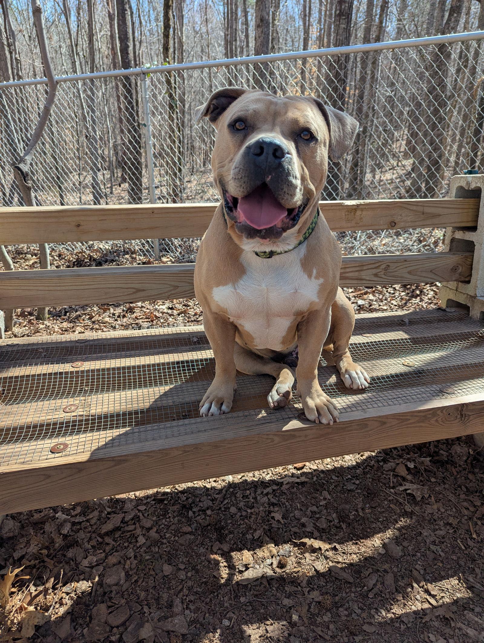 Kobi, Adopted, Adult Male Mixed Breed.