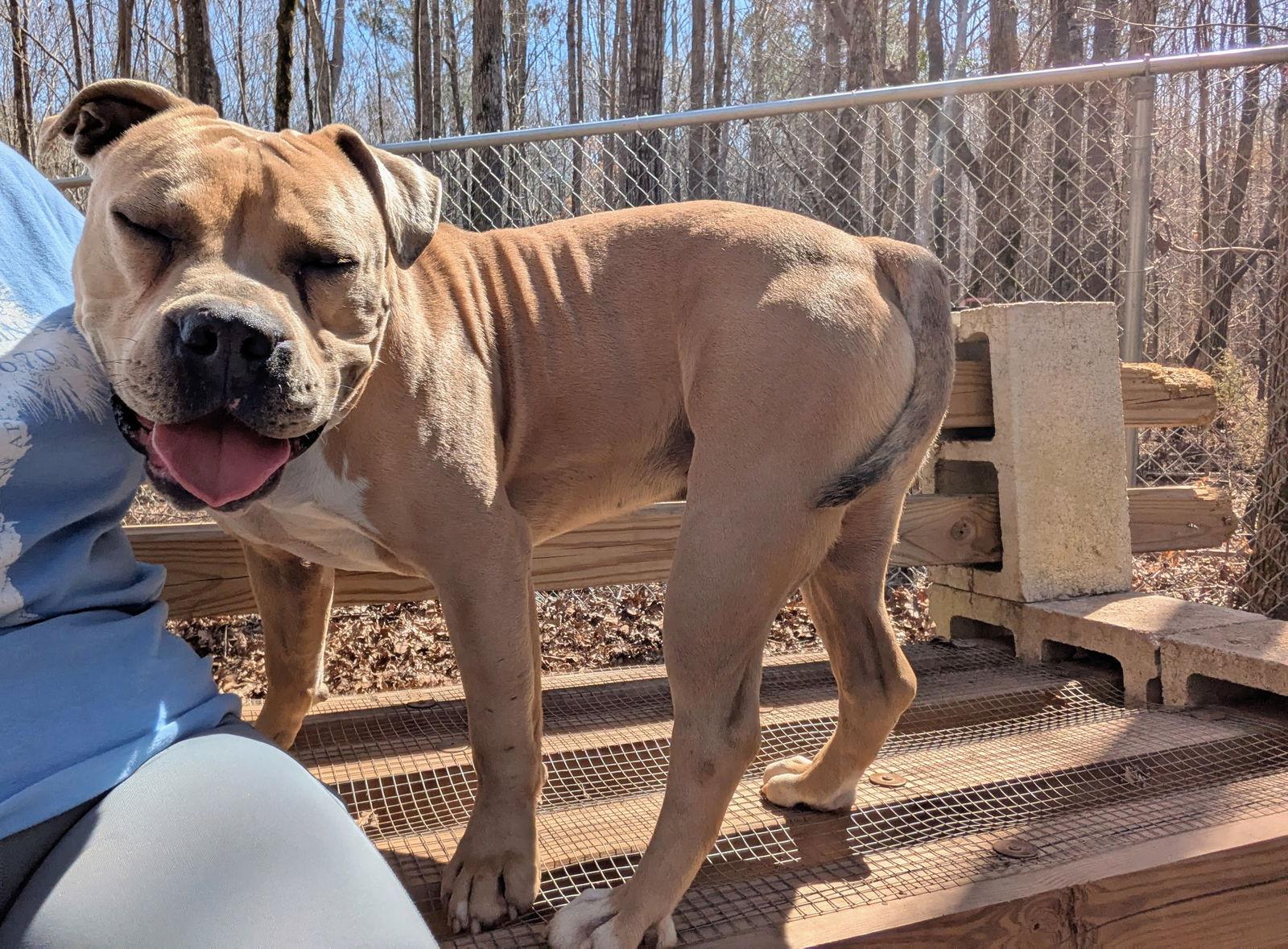 Enlarge Kobi, a Adopted Mixed Breed in Mc Cormick, SC image 2/3