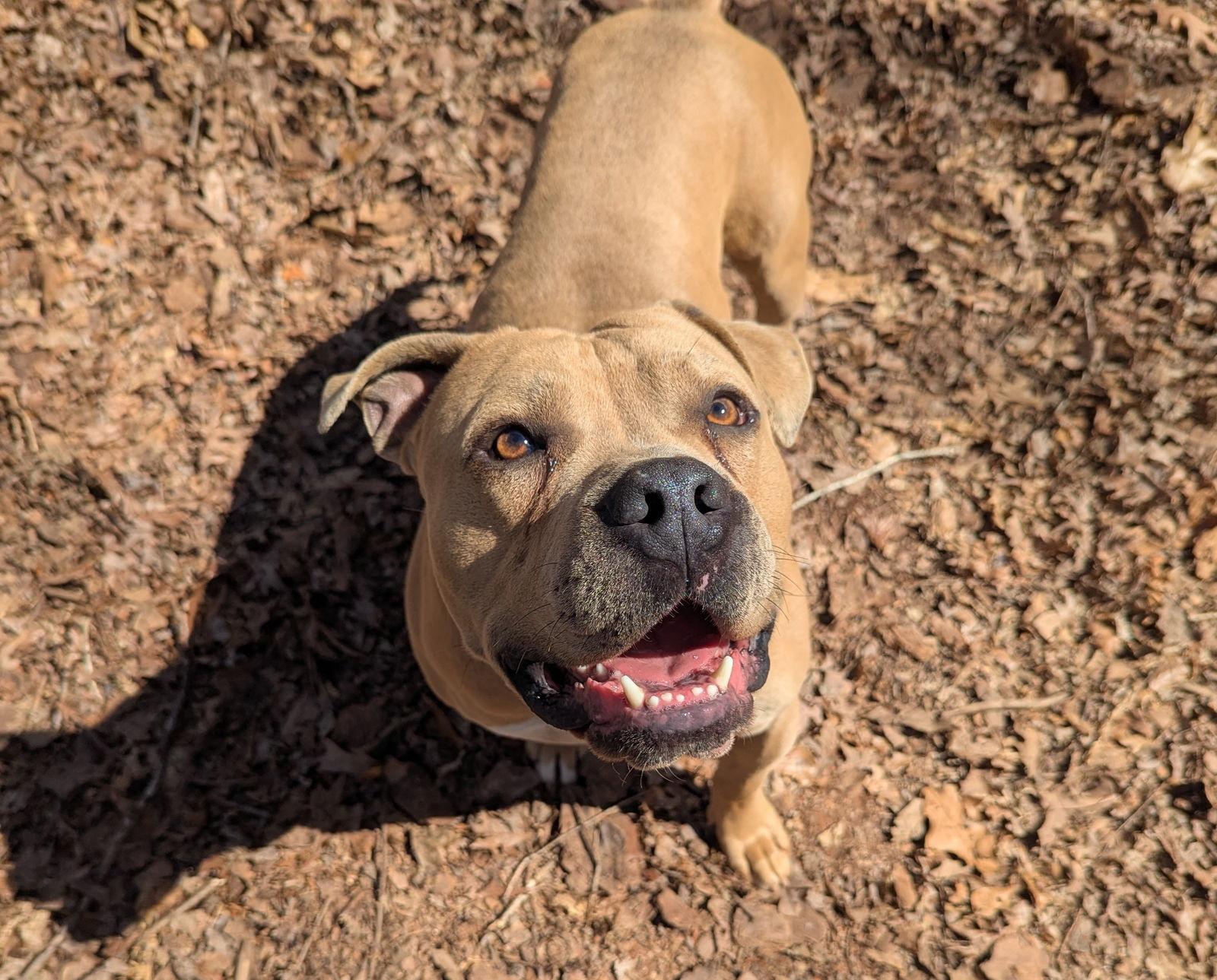 Enlarge Kobi, a Adopted Mixed Breed in Mc Cormick, SC image 3/3