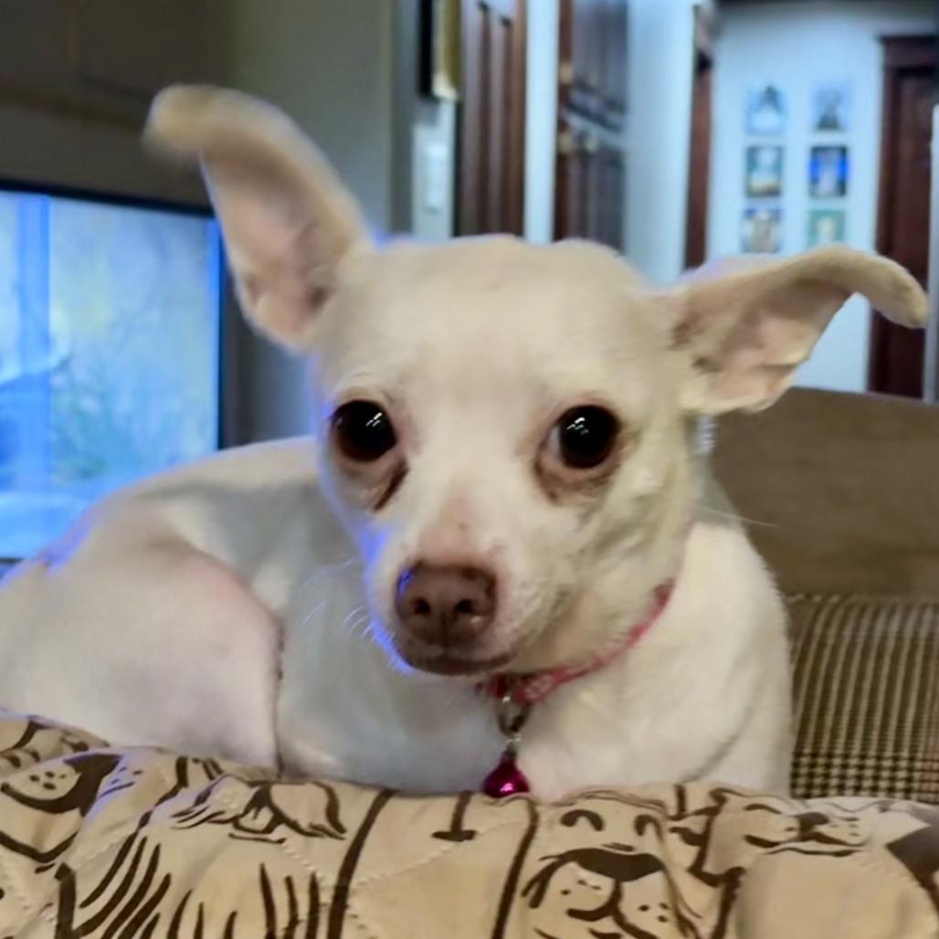 Enlarge Belle, a Adoptable Chihuahua in Napoleon, OH image 1/3