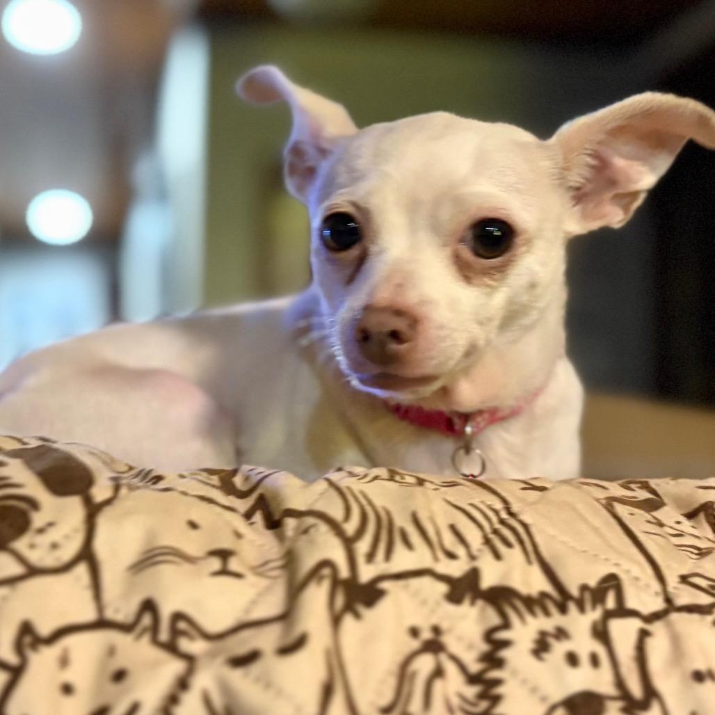 Enlarge Belle, a Adoptable Chihuahua in Napoleon, OH image 2/3