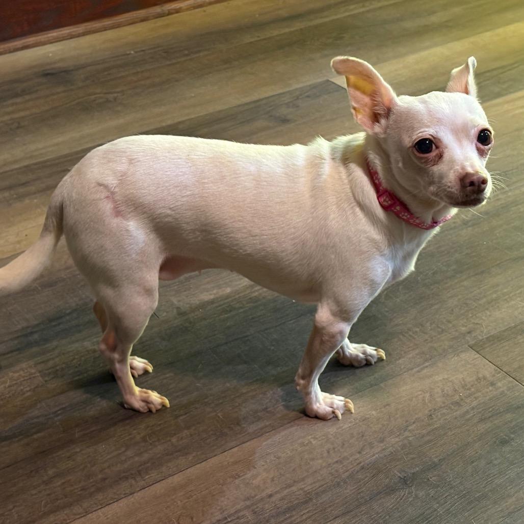 Enlarge Belle, a Adoptable Chihuahua in Napoleon, OH image 3/3
