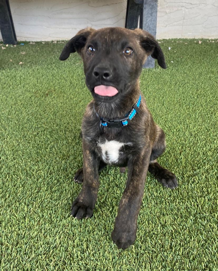 Mickey, a Adopted mixed breed in Chino Valley, AZ image 1/5