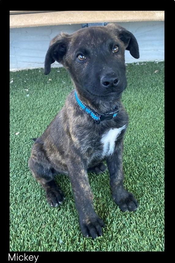 Mickey, a Adopted mixed breed in Chino Valley, AZ image 2/5
