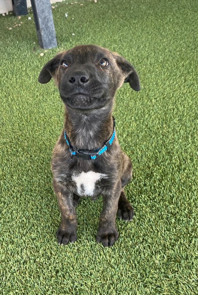 Mickey, a Adopted mixed breed in Chino Valley, AZ image 3/5