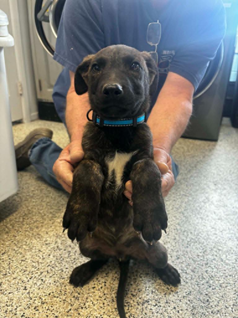 Mickey, a Adopted mixed breed in Chino Valley, AZ image 4/5