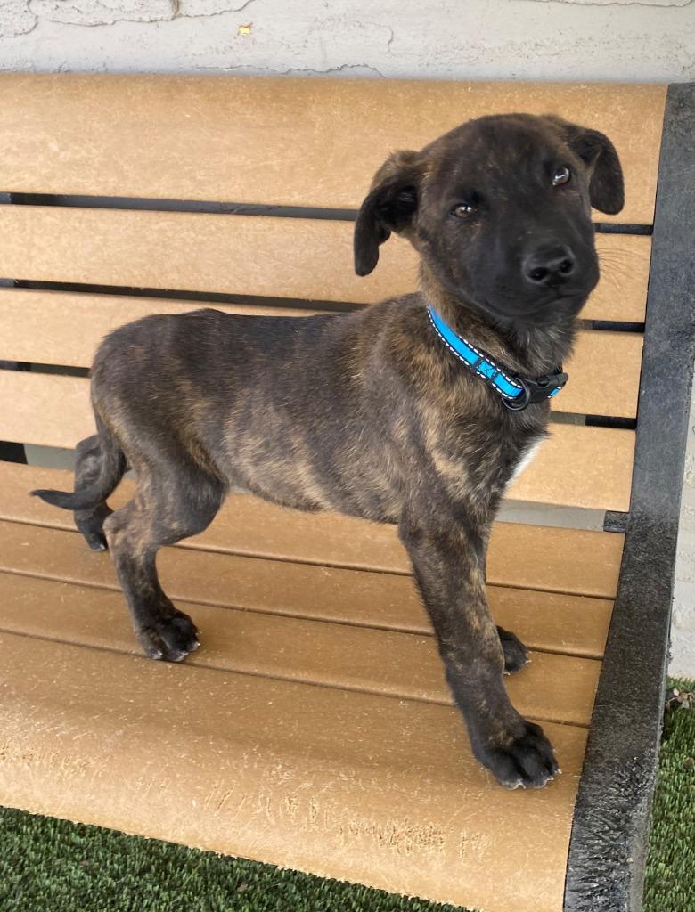 Mickey, a Adopted mixed breed in Chino Valley, AZ image 5/5