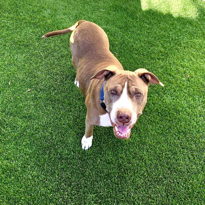 Enlarge Bebe, a Adoptable American Staffordshire Terrier in San Juan Capistrano, CA image 1/3