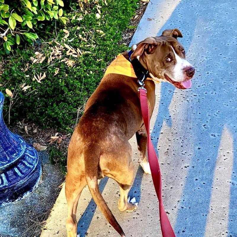 Enlarge Bebe, a Adoptable American Staffordshire Terrier in San Juan Capistrano, CA image 2/3