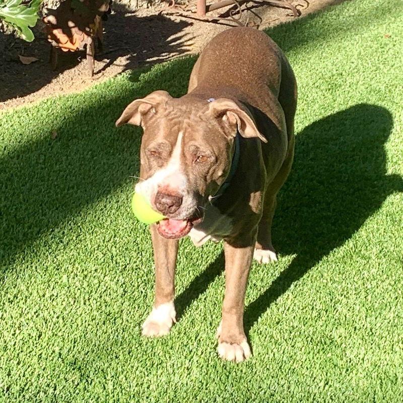 Enlarge Bebe, a Adoptable American Staffordshire Terrier in San Juan Capistrano, CA image 3/3