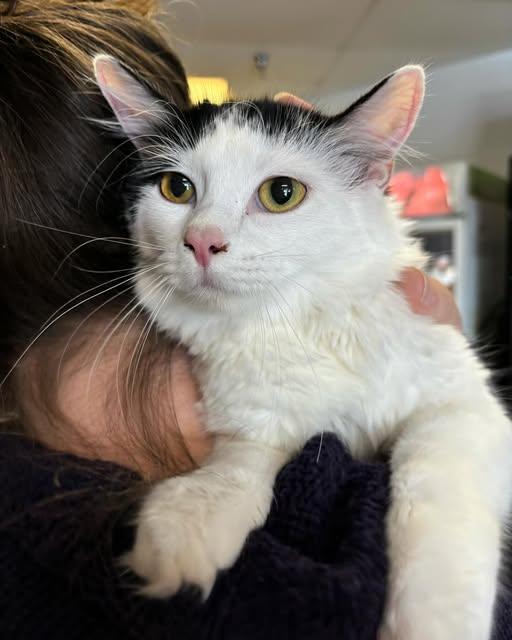 Blanche, Adoptable, Kitten Female Domestic Medium Hair.