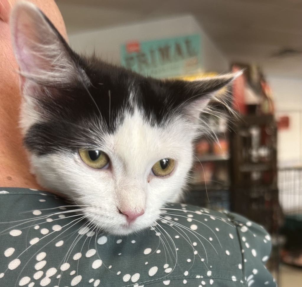 Blanche, Adoptable, Kitten Female Domestic Medium Hair.