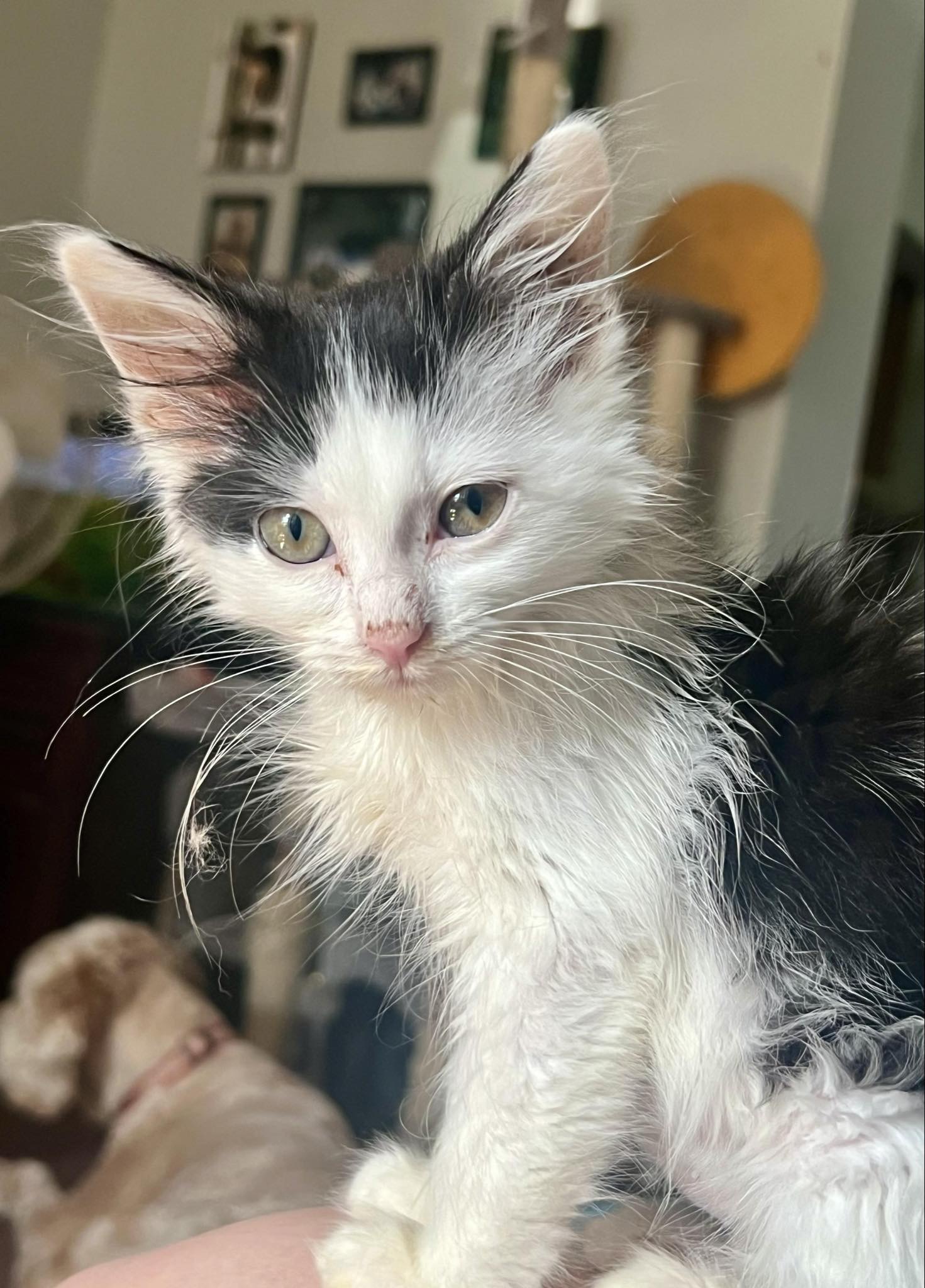 Blanche, a Adoptable Domestic Medium Hair in Omaha, NE image 5/5