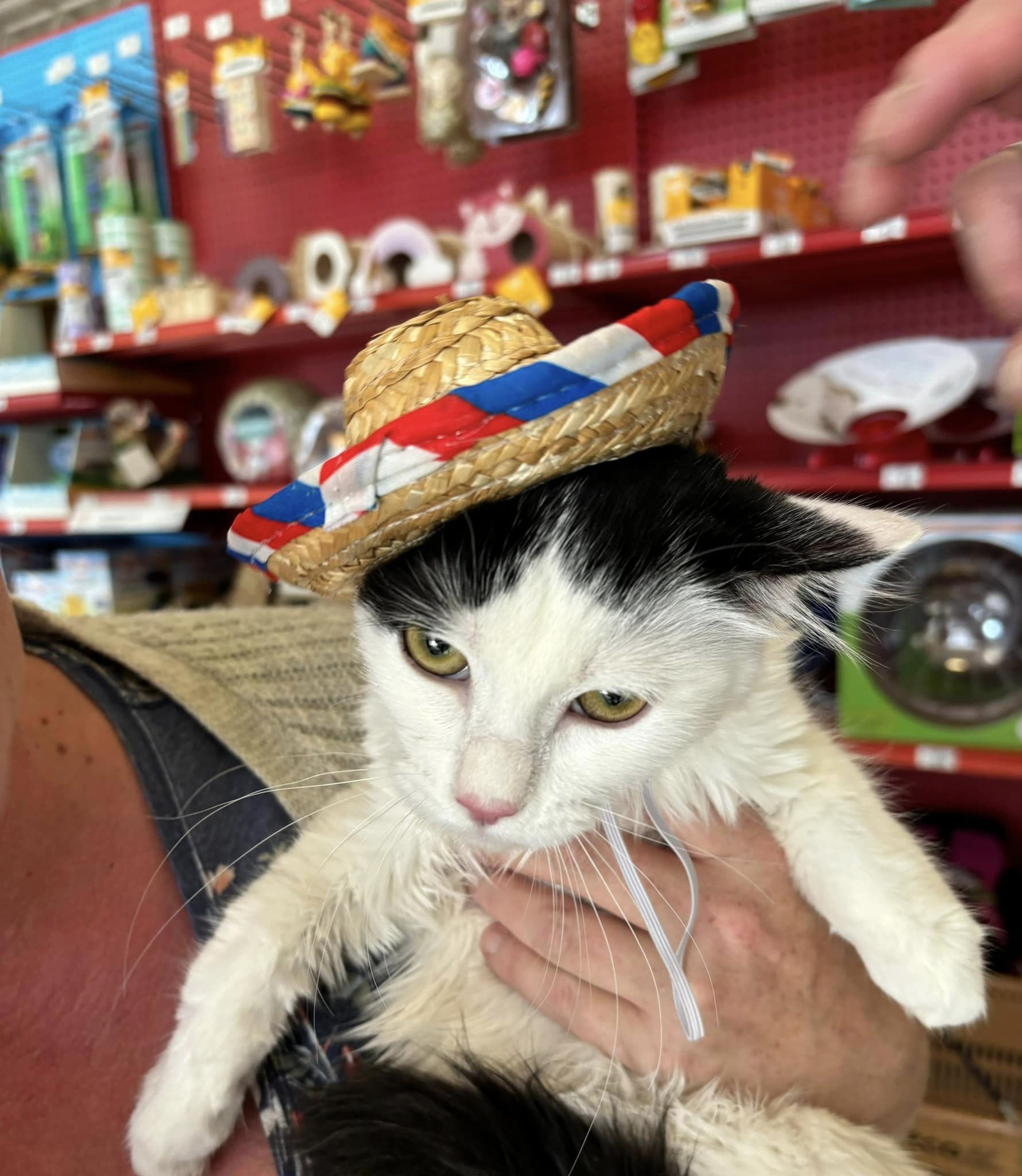 Blanche, a Adoptable Domestic Medium Hair in Omaha, NE image 2/5