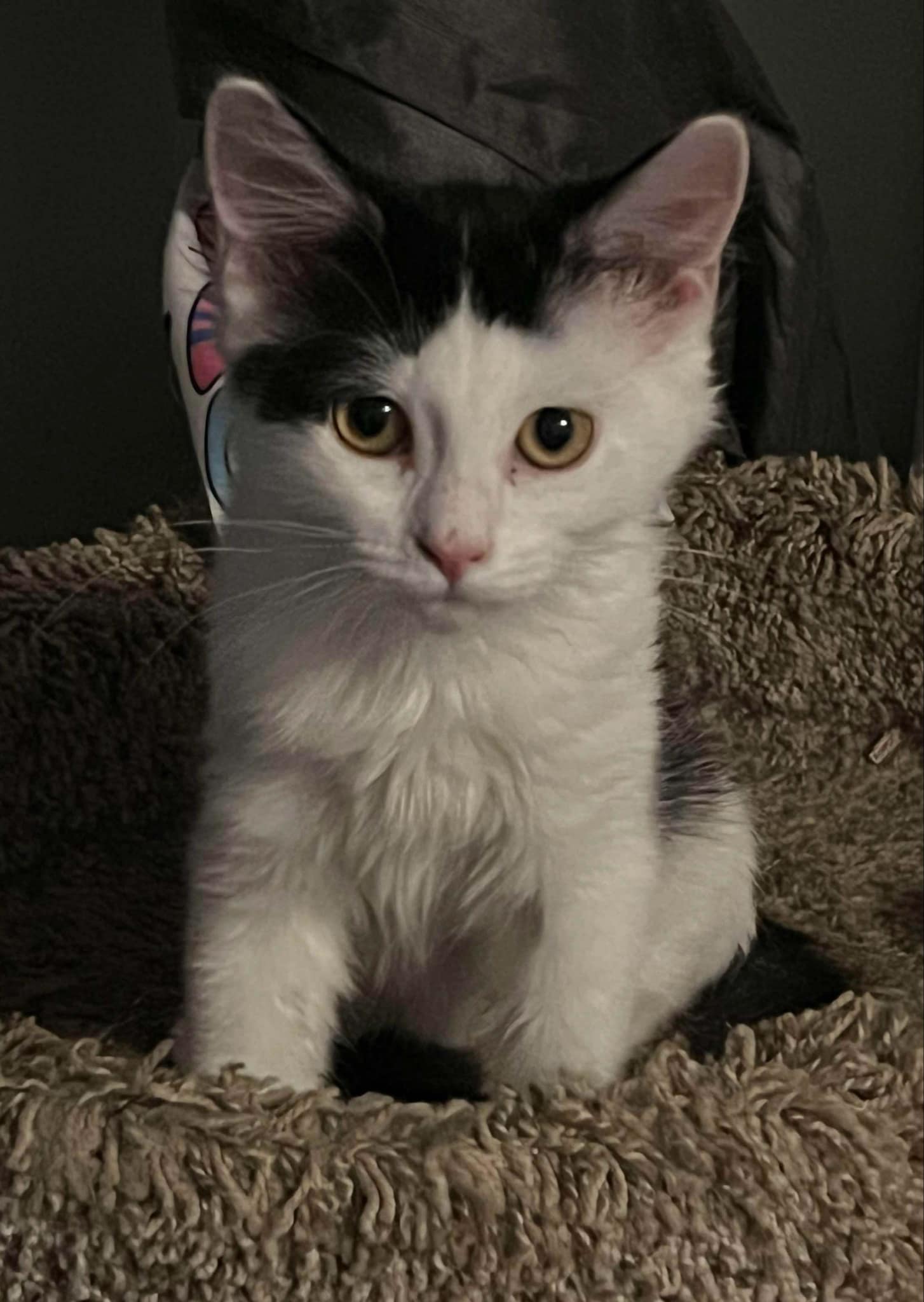 Blanche, a Adoptable Domestic Medium Hair in Omaha, NE image 4/5