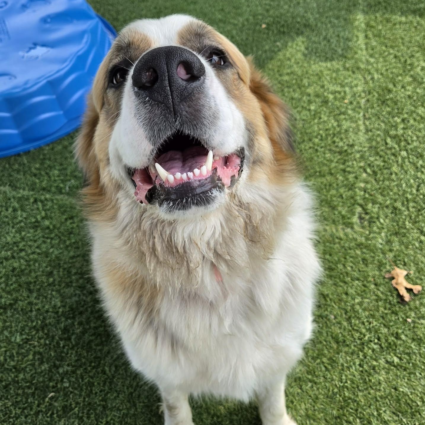 Laney, an adopted mixed breed in Sparta, WI image 2/4