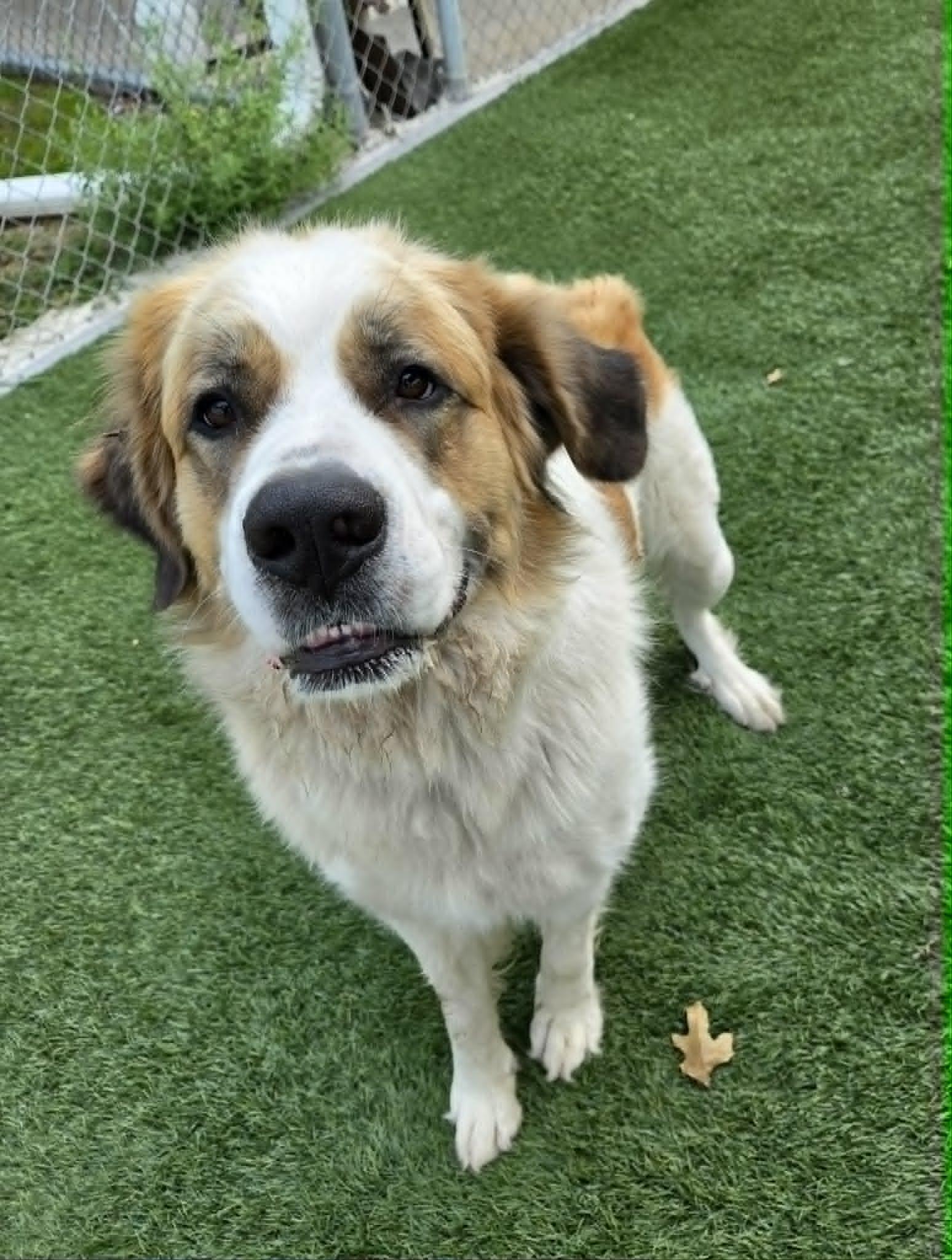 Laney, an adopted mixed breed in Sparta, WI image 3/4