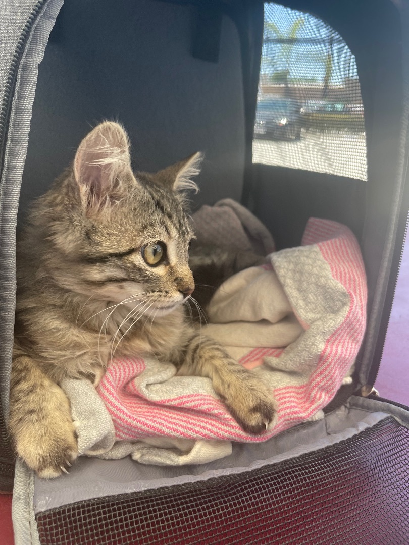 Yummi , Adopted, Kitten Female Tabby.