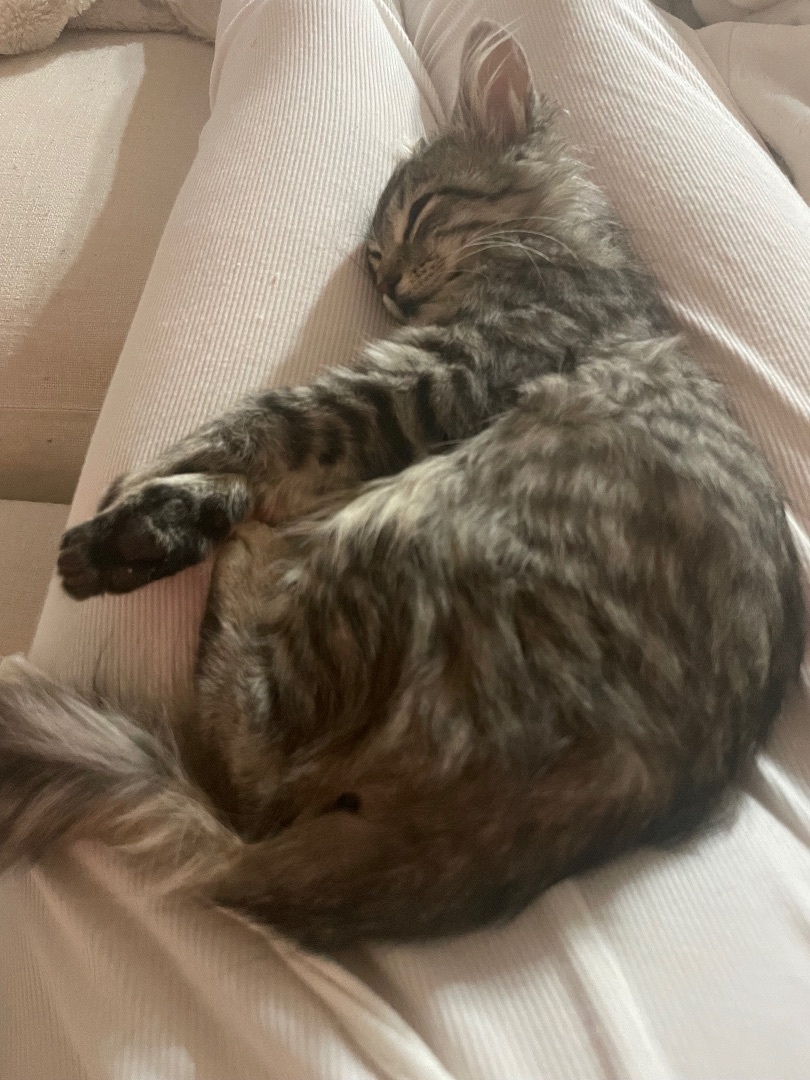 Yummi , a Adopted Tabby in Los Angeles, CA image 2/12