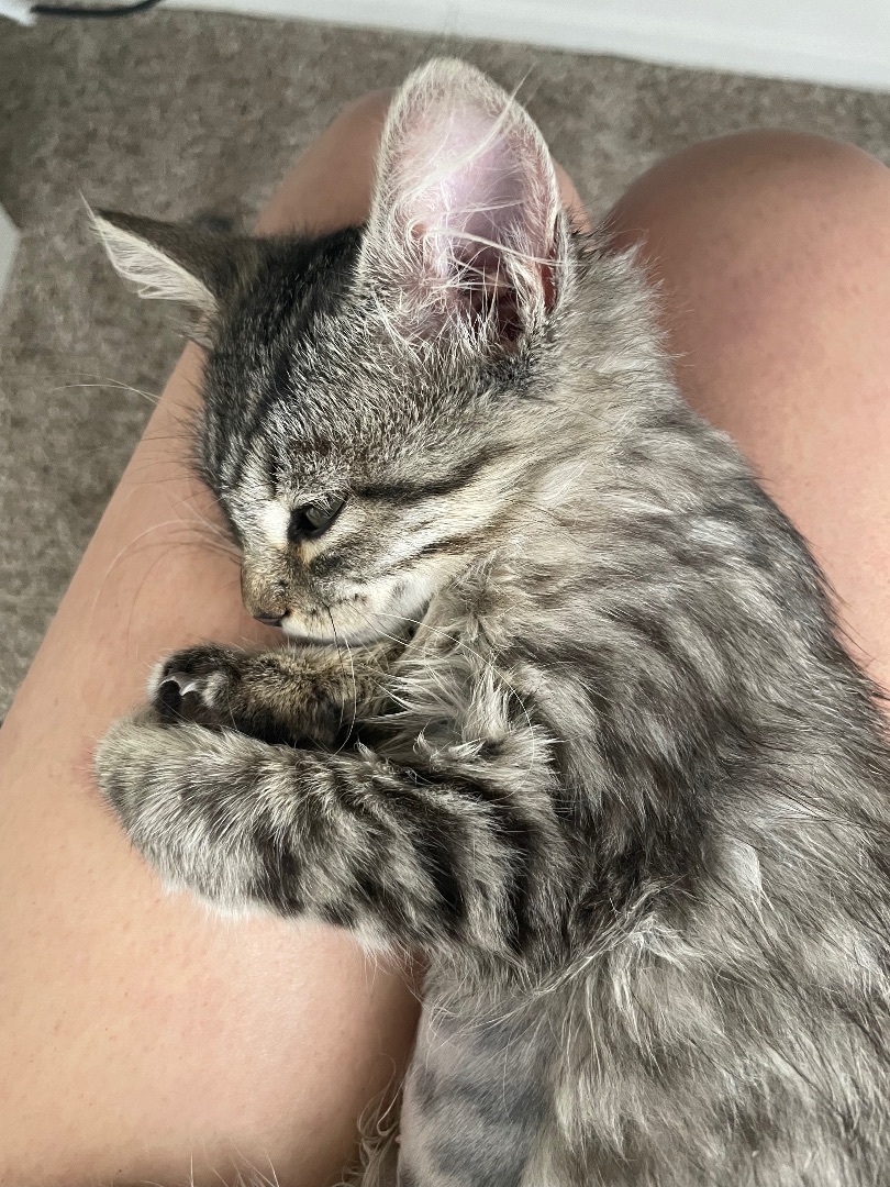 Yummi , a Adopted Tabby in Los Angeles, CA image 3/12