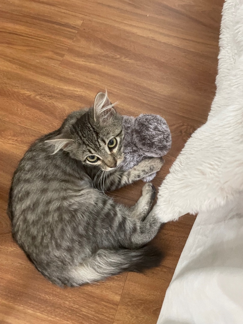 Yummi , a Adopted Tabby in Los Angeles, CA image 4/12