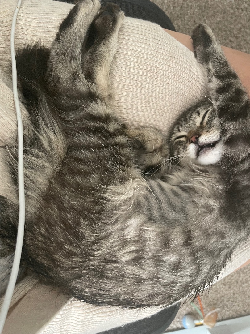 Yummi , a Adopted Tabby in Los Angeles, CA image 5/12