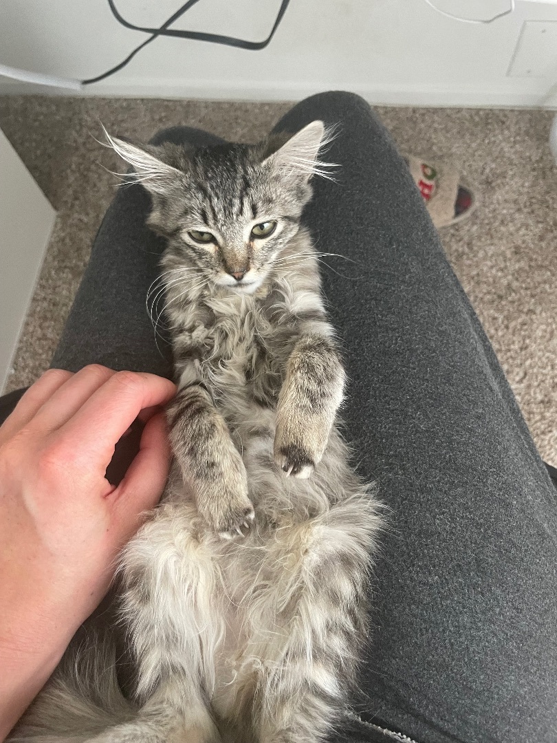 Yummi , a Adopted Tabby in Los Angeles, CA image 6/12