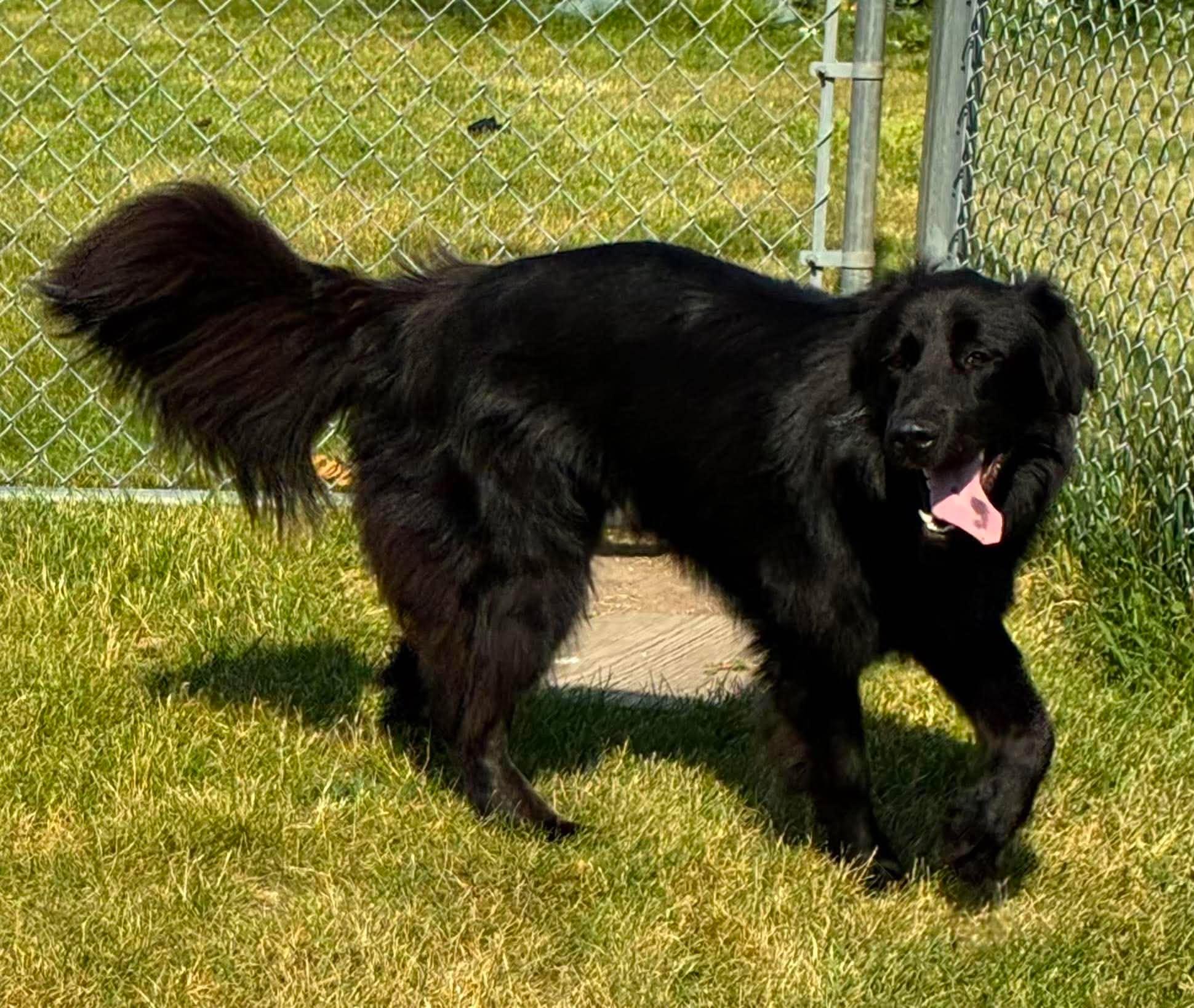Dasha, an adopted mixed breed in Alexandria, MN image 2/3
