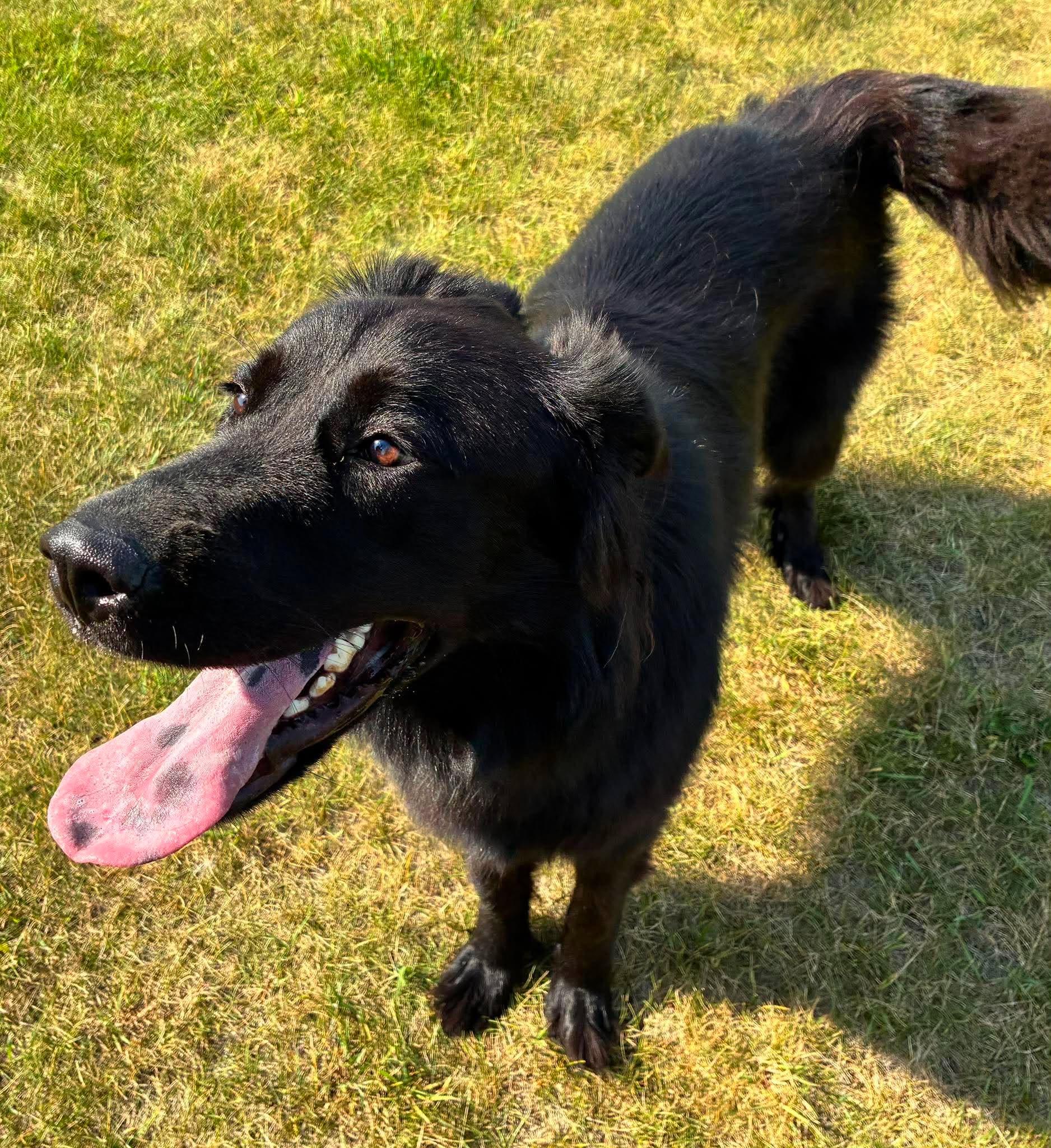 Dasha, an adopted mixed breed in Alexandria, MN image 3/3