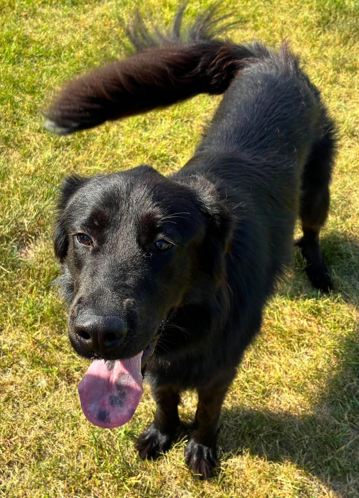 Dasha, an adopted mixed breed in Alexandria, MN image 1/3