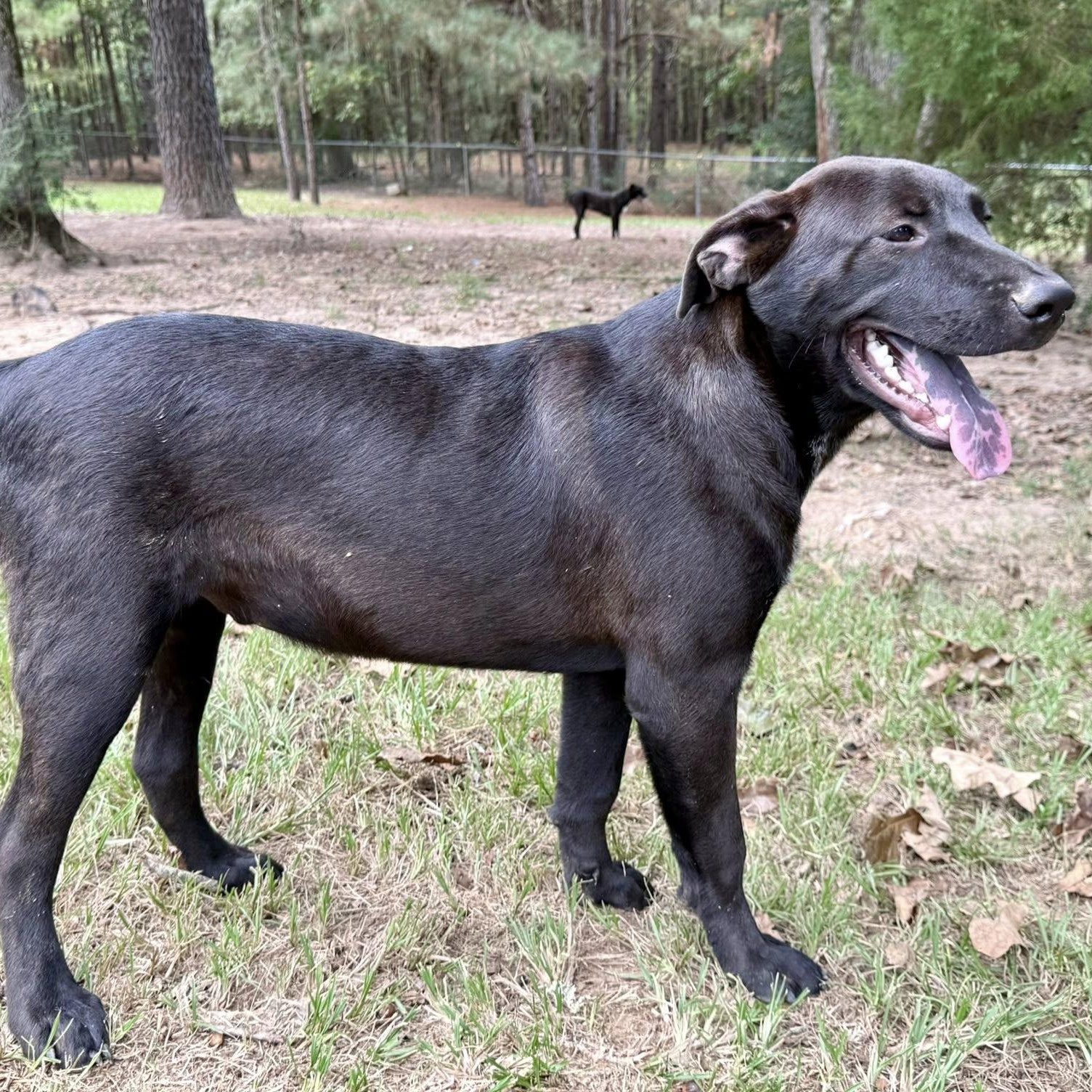 Enlarge Milo, a Adoptable mixed breed in Winnfield, LA image 3/5