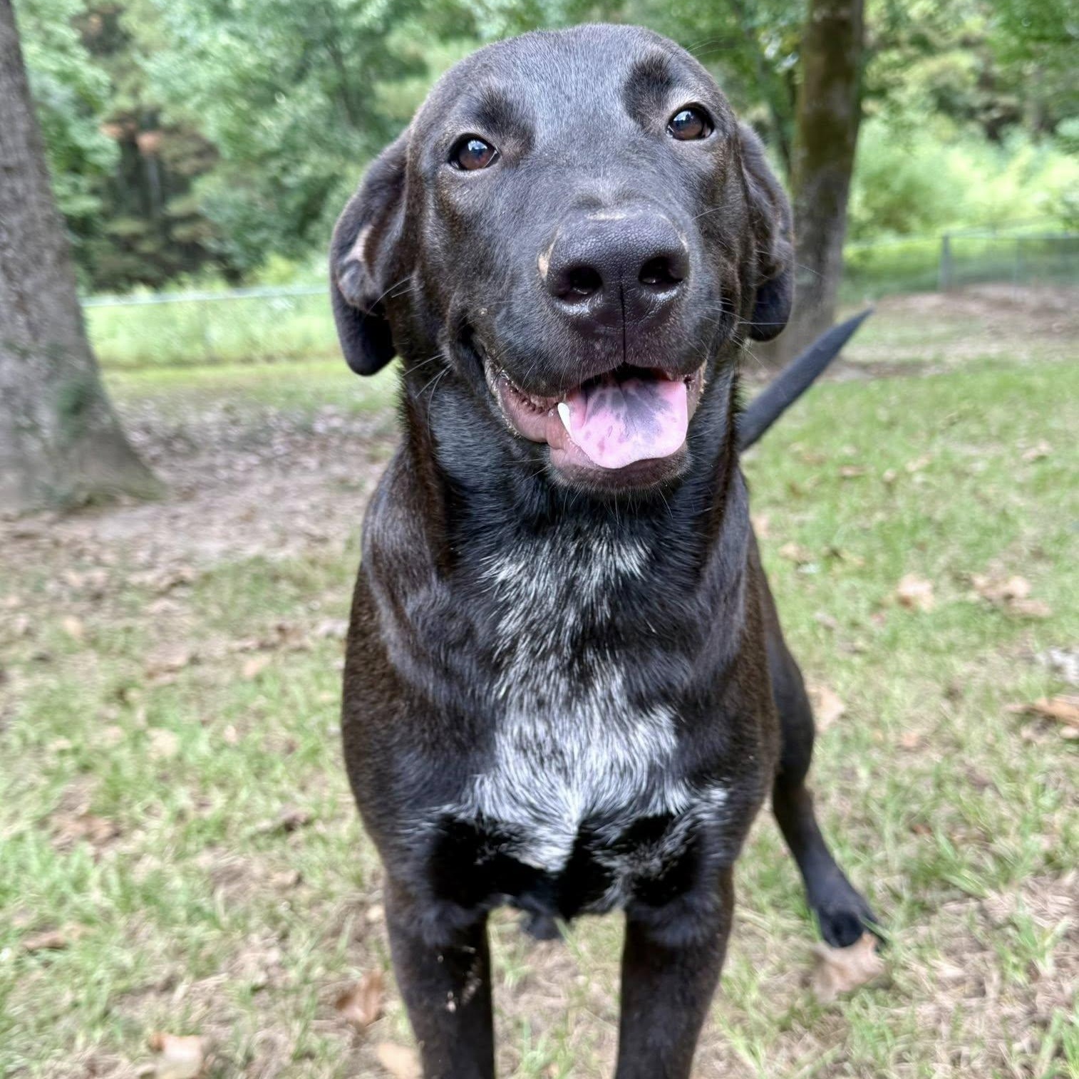 Enlarge Milo, a Adoptable mixed breed in Winnfield, LA image 4/5