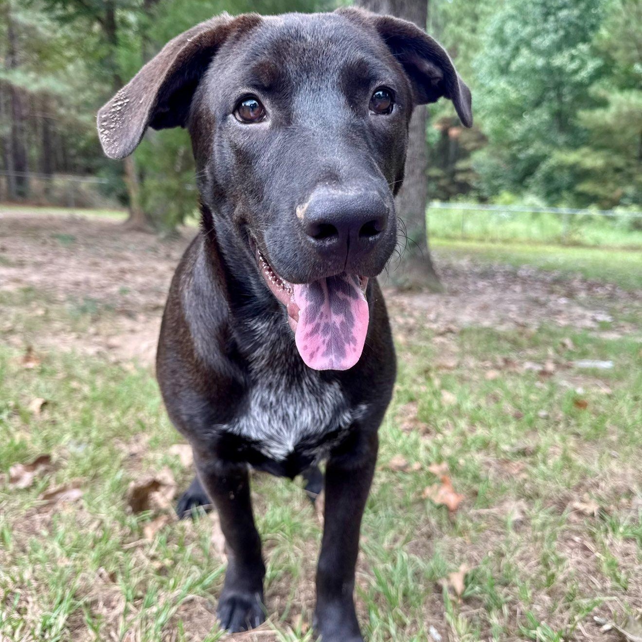 Enlarge Milo, a Adoptable mixed breed in Winnfield, LA image 5/5