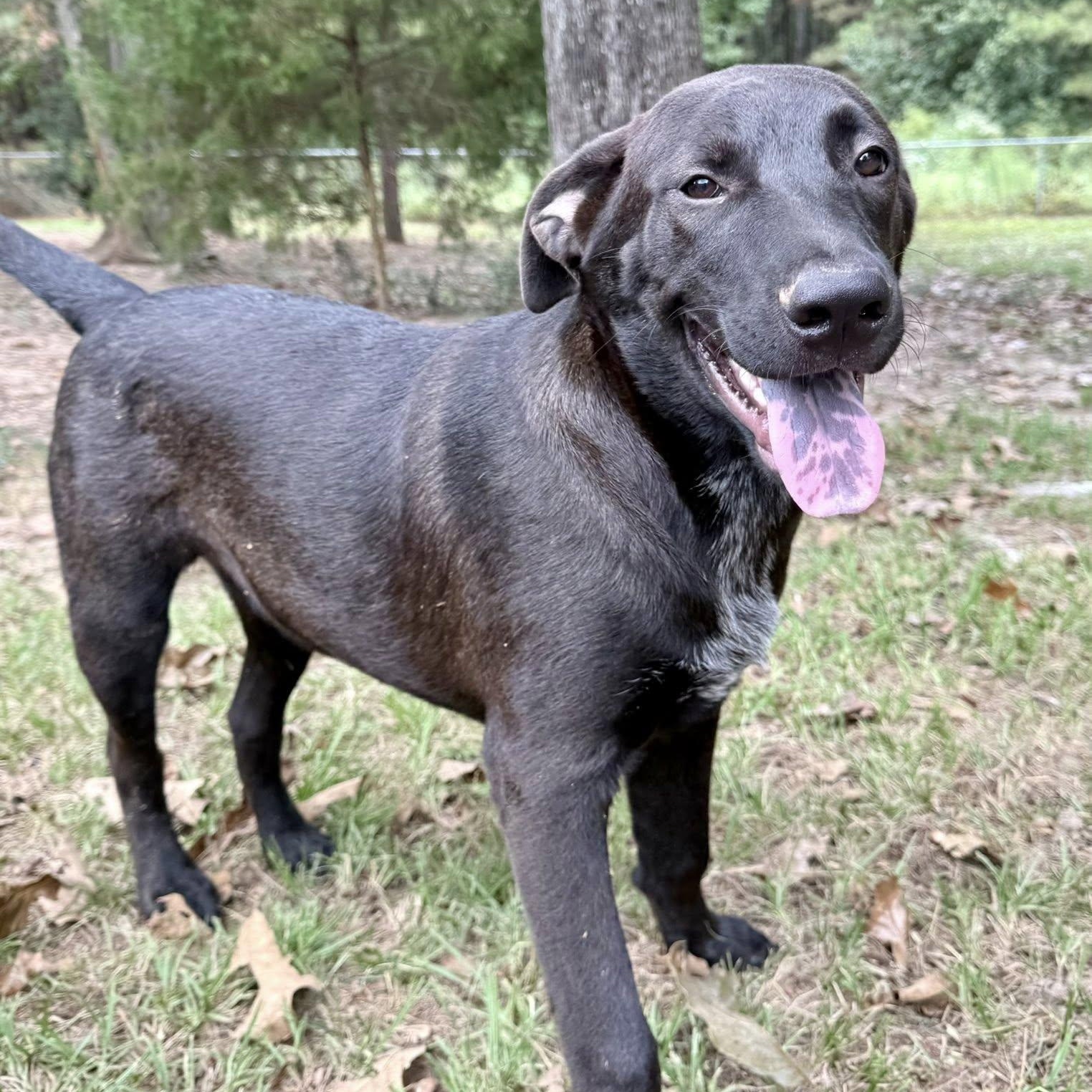 Enlarge Milo, a Adoptable mixed breed in Winnfield, LA image 1/5