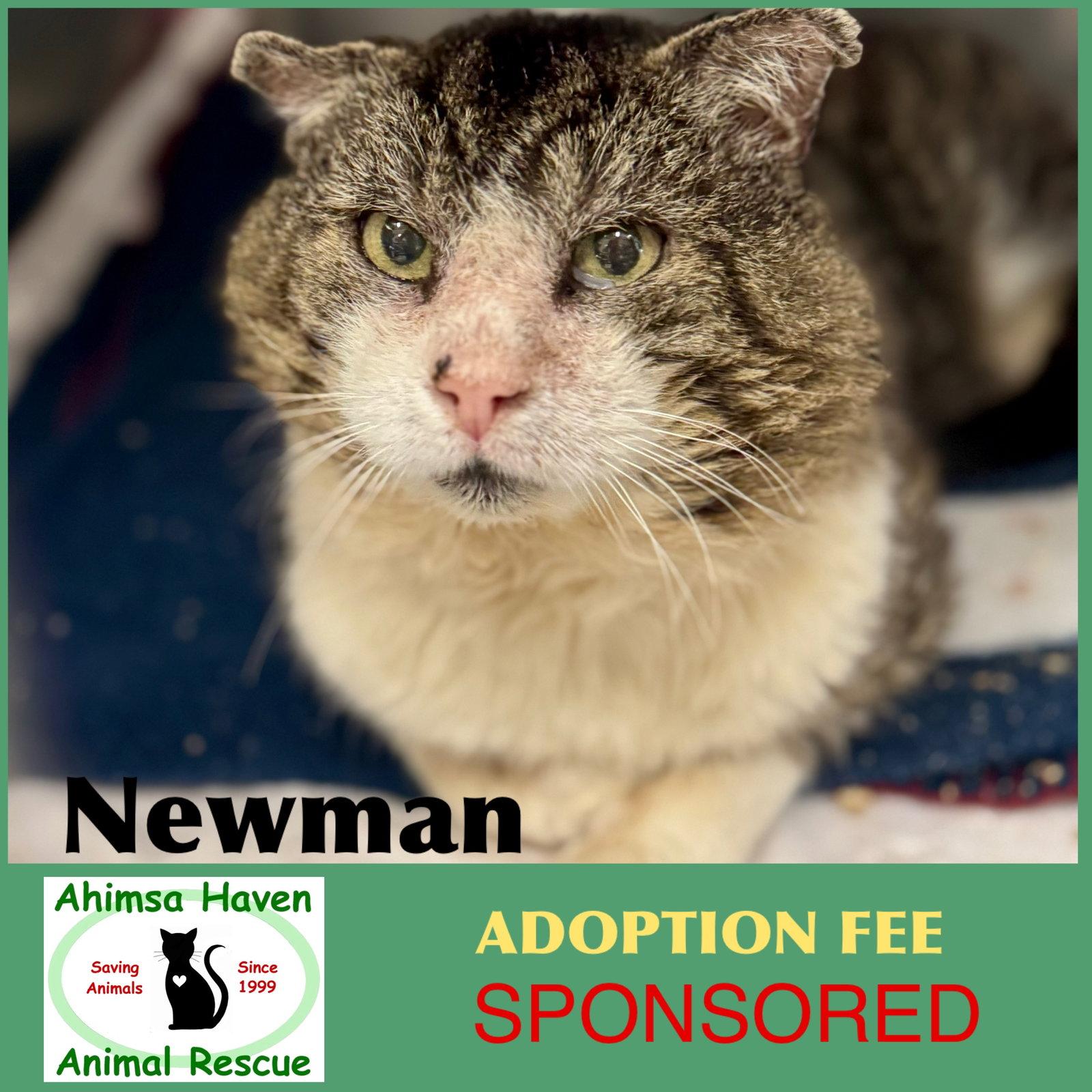 Newman, Adopted, Adult Male Domestic Short Hair.