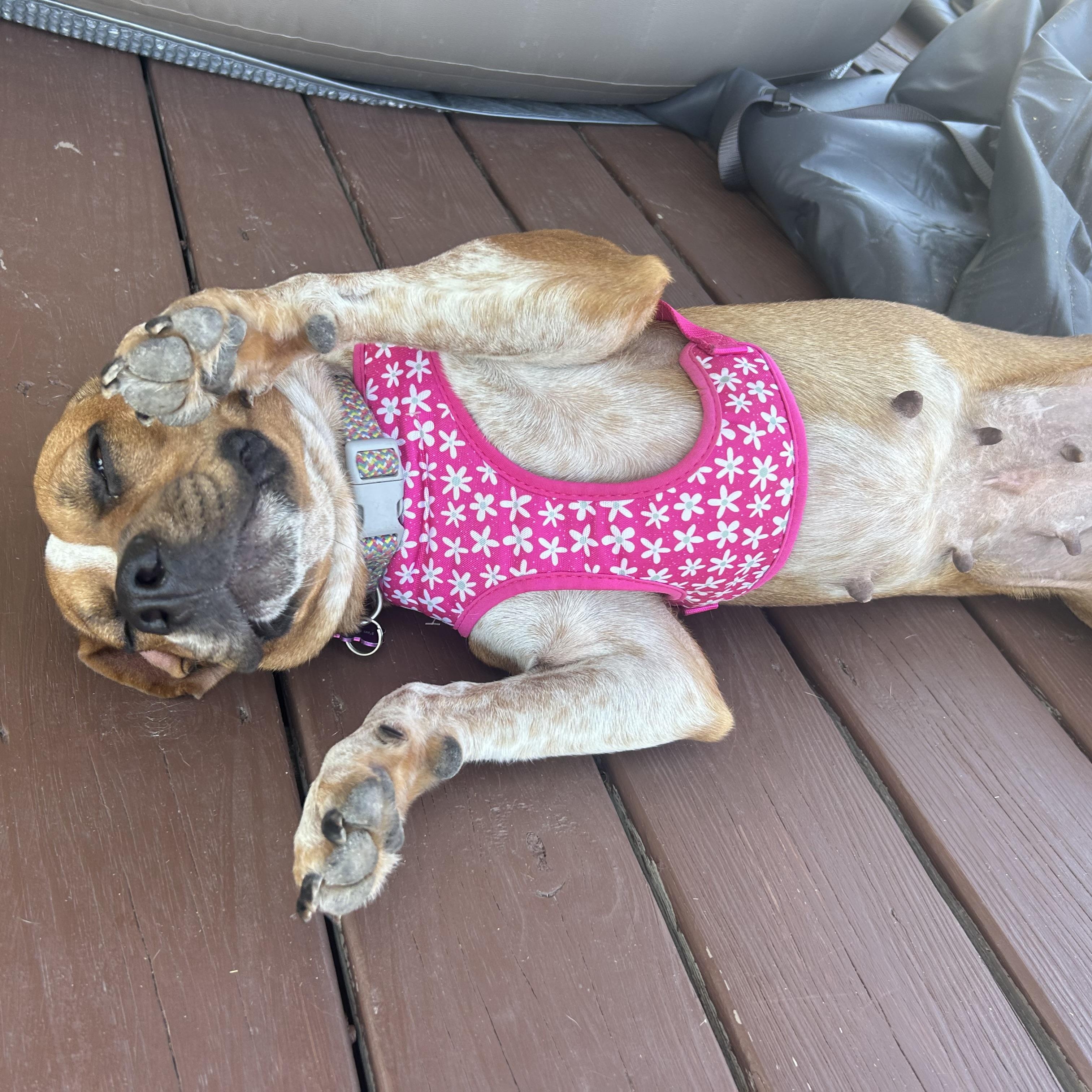 Enlarge Meadow, an adopted mixed breed in Bryan, TX image 2/4
