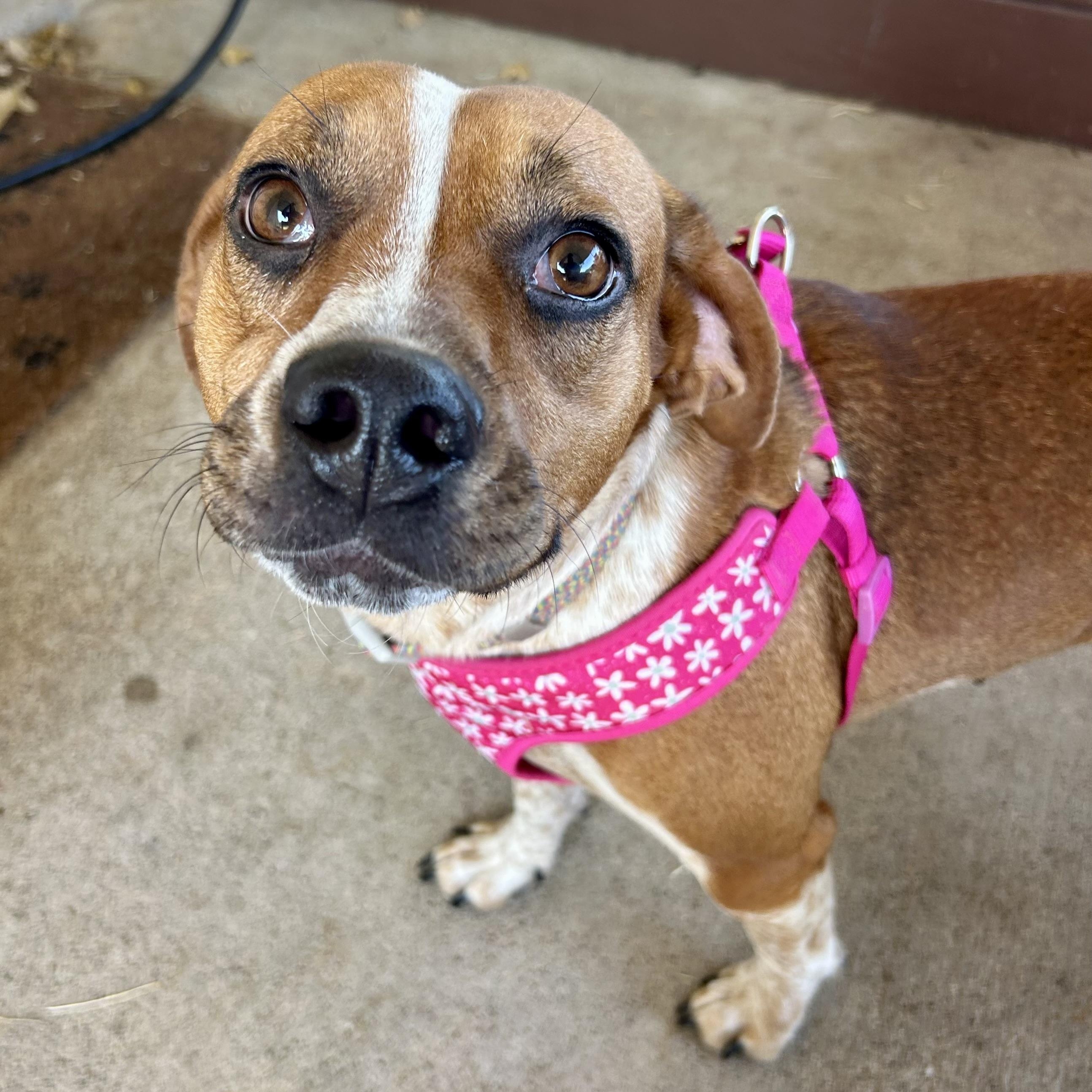 Meadow, adopted, Young Female Beagle.