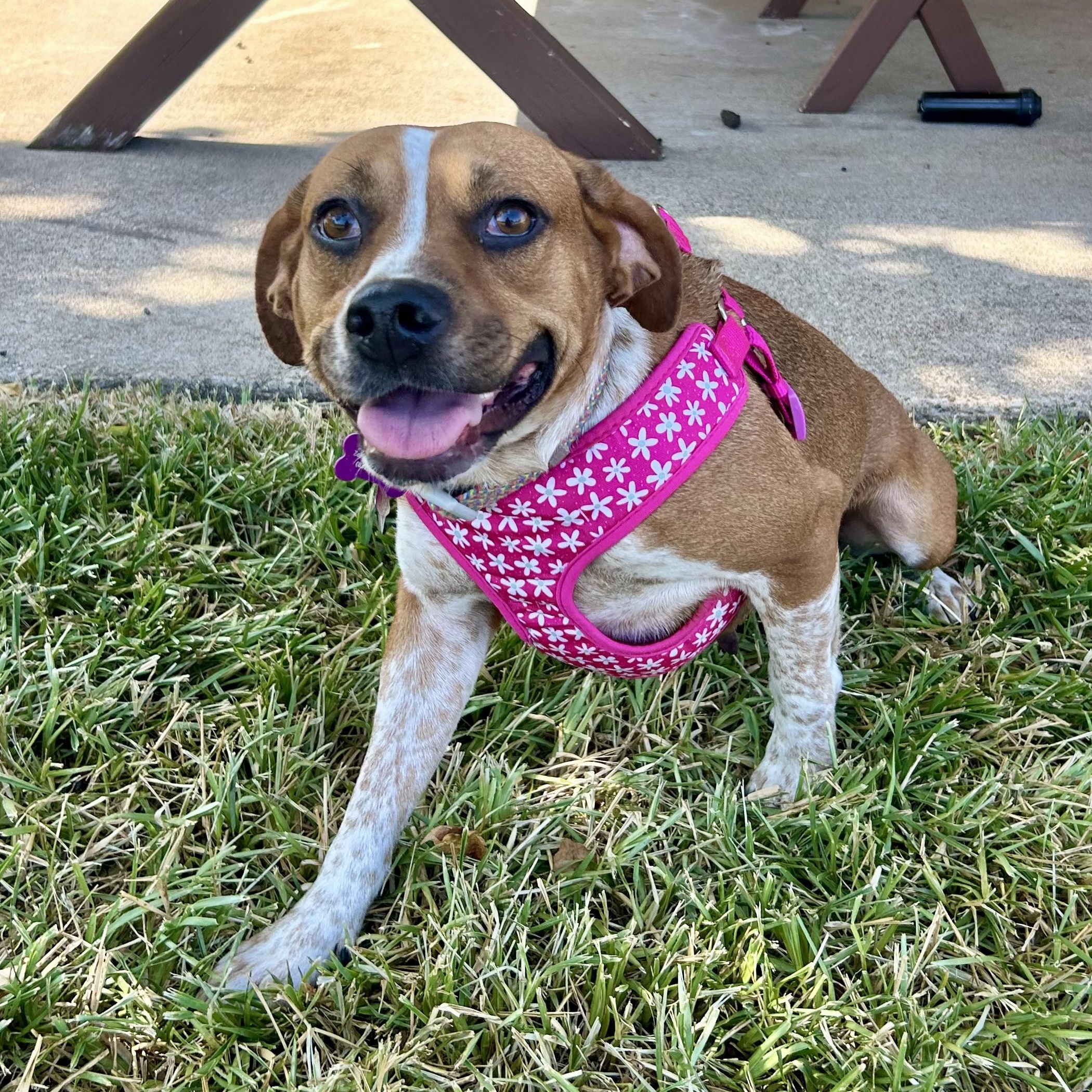 Enlarge Meadow, an adopted mixed breed in Bryan, TX image 3/4