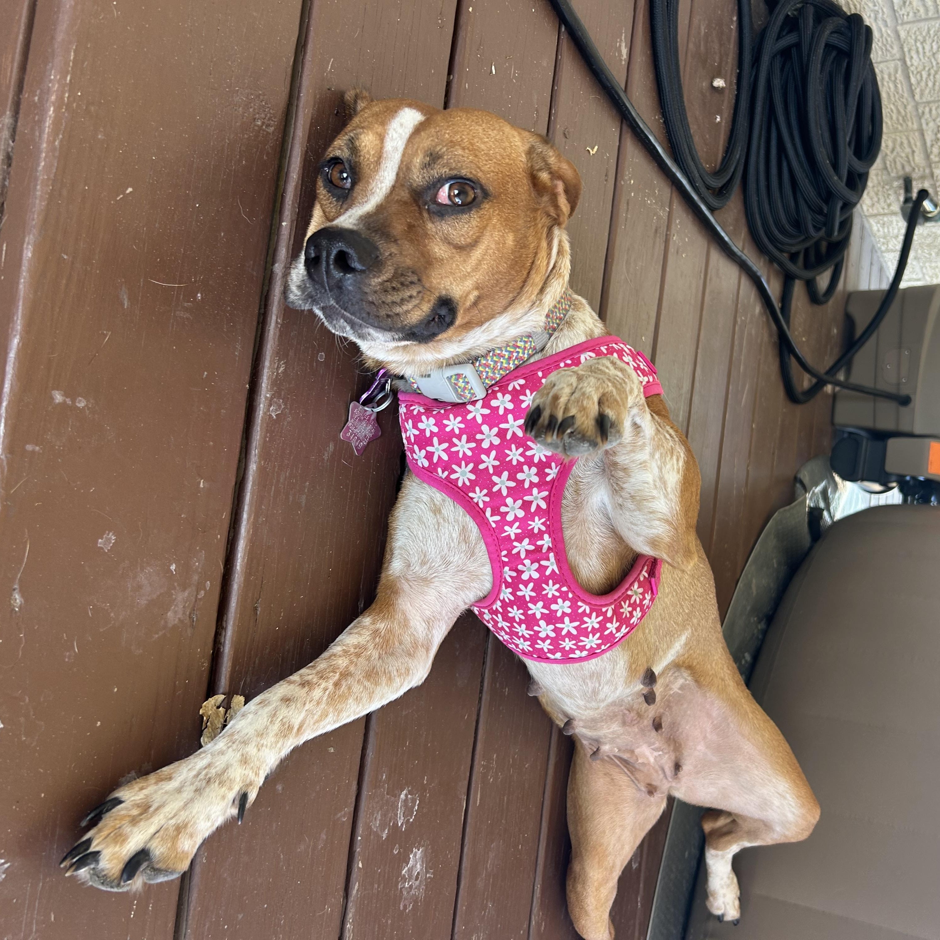 Enlarge Meadow, an adopted mixed breed in Bryan, TX image 4/4
