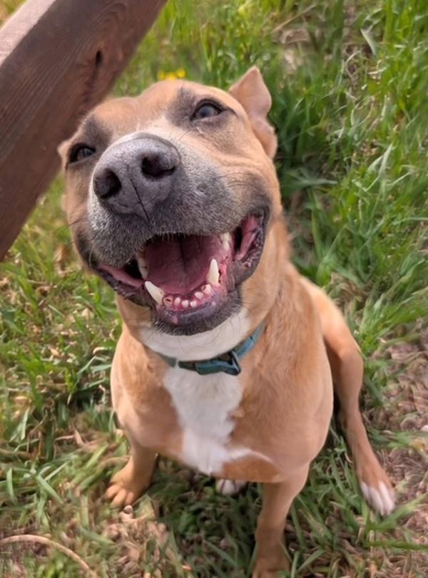 Patches, Adoptable, Adult Male Pit Bull Terrier & Australian Cattle Dog / Blue Heeler.