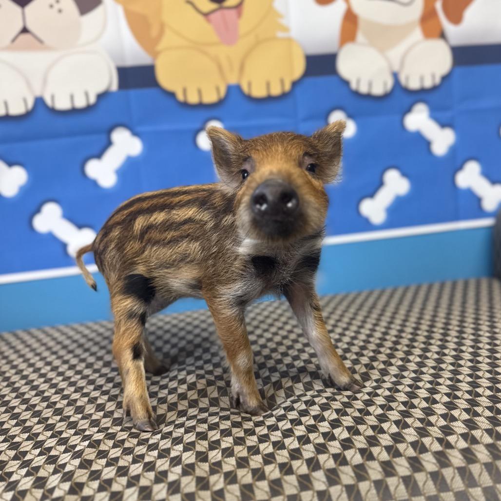 Mystery, Adoptable, Baby Female Pig & Pig.