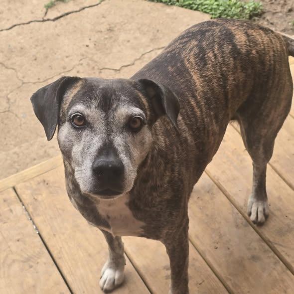 Lexi, Adoptable, Senior Female Mountain Cur.