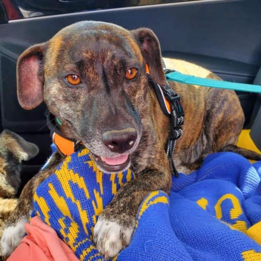 Enlarge Lexi, a Adoptable Mountain Cur in Martinsburg, WV image 2/2