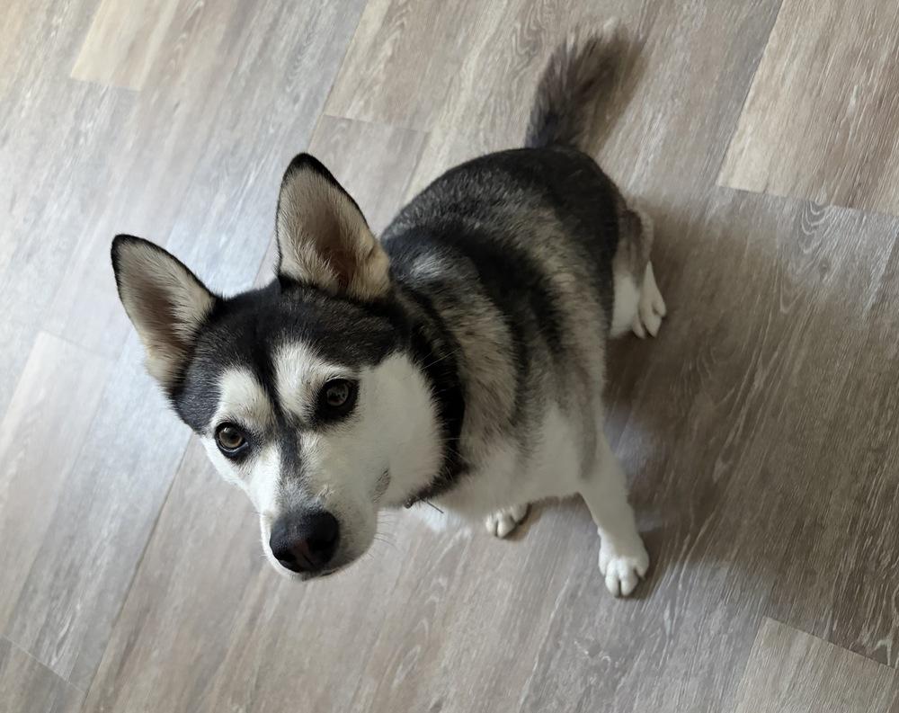 Kai, Adoptable, Young Male Husky & Klee Kai.