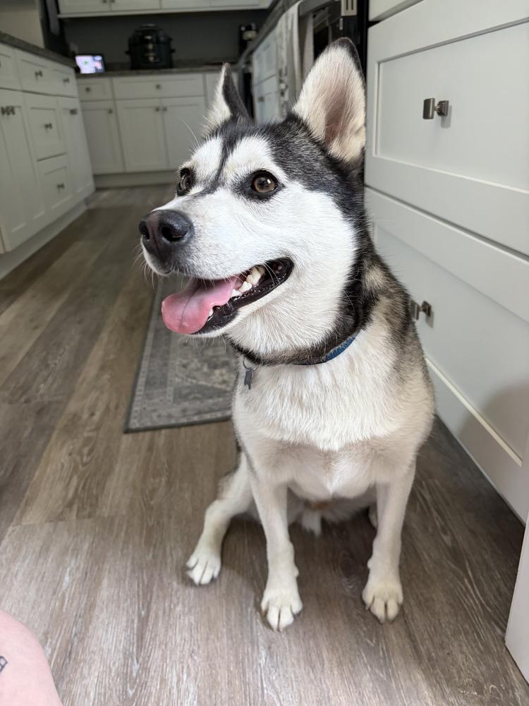 Kai, a Adoptable mixed breed in Gillsville, GA image 3/3